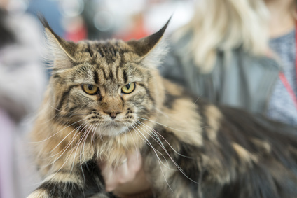 Kočičí obojky proti blechám