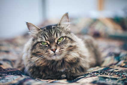 Březí kočka, chování březí kočky Jak dlouho trvá březost u koček