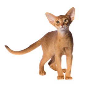 Krákosrstá kočka, krátkosrsté kočičí plemeno