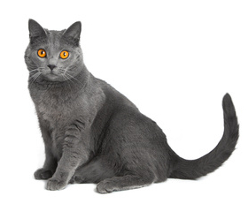 Klidná kočka vhodná k dětem