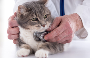 Kastrování koček, kastrování kocourů