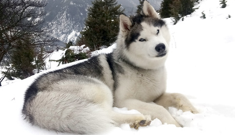 Pes vhodný k práci, pracovní pes