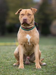 Americký stafordšírský teriér do bytu i na zahradu Psí rasy malá plemena