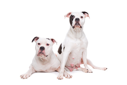 Americký buldok - skvělý hlídací pes Pes vhodný pro alergiky