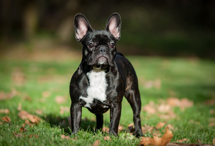 Nejvhodnější pes do bytu