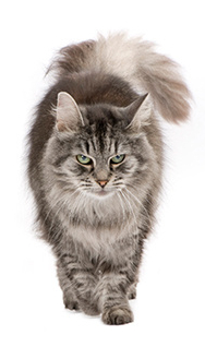 Jak se správně starat o kočičí srst dlouhosrstých koček Línání kočky