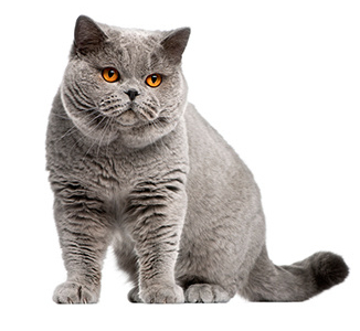 Péče o srst krátkosrstých koček Srt kočky, špatná srst kočky