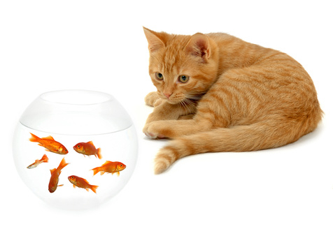 Možnosti odpuzování koček Odpuzovače koček