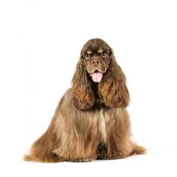 Pes vhodný do bytu a k dětem