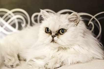 Dlouhosrstá kočičí plemena