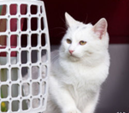 Kvalita útulků pro kočky