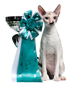 Výstavy koček, kočičí výstavy