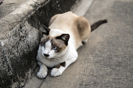 Odblešení koček, tasemnice u koček