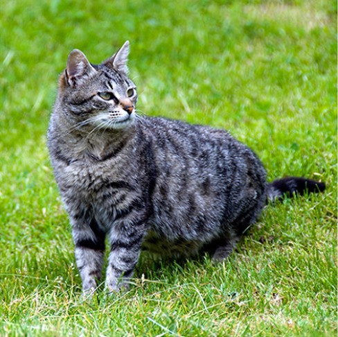 Kočka lovec proti myším