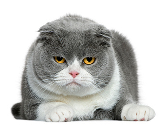 Starší kočka, péče o starší kočky