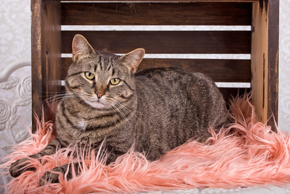 Hravá Manská kočka, Manx Kočka bez ocasu