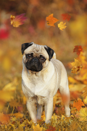 Hlava na straně u psa