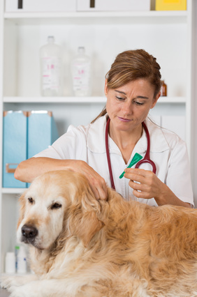 Antiparazitika pro psy