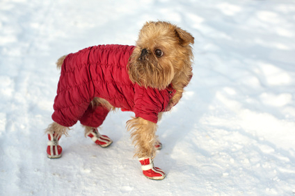 Obuv pro psy, boty pro psy