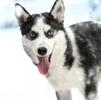 Vše pro vašeho psa