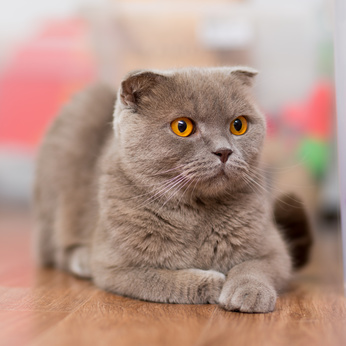 Kočka odolná vůči nemocem, odolná kočka